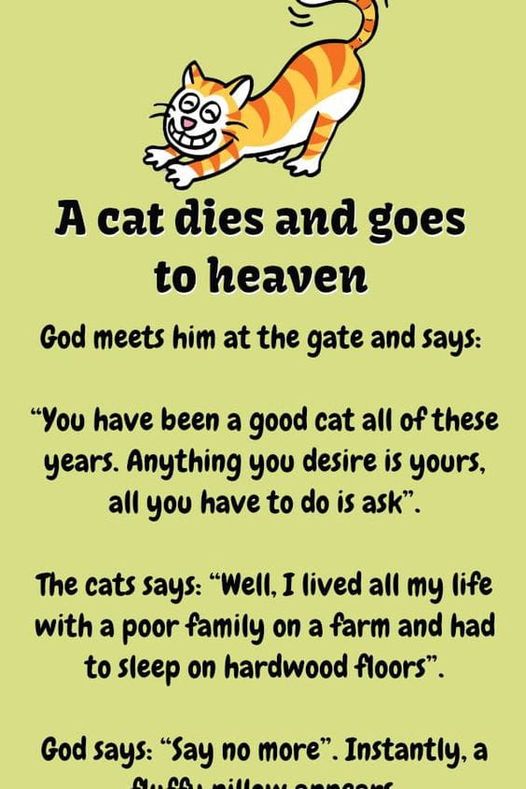 A cat heaven