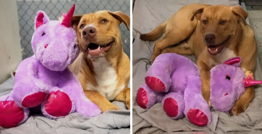 The Story Of How A Stray Dog Got A Stuffed Unicorn